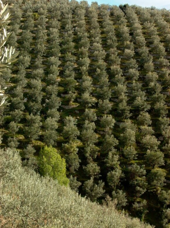Olio extravergine d’oliva