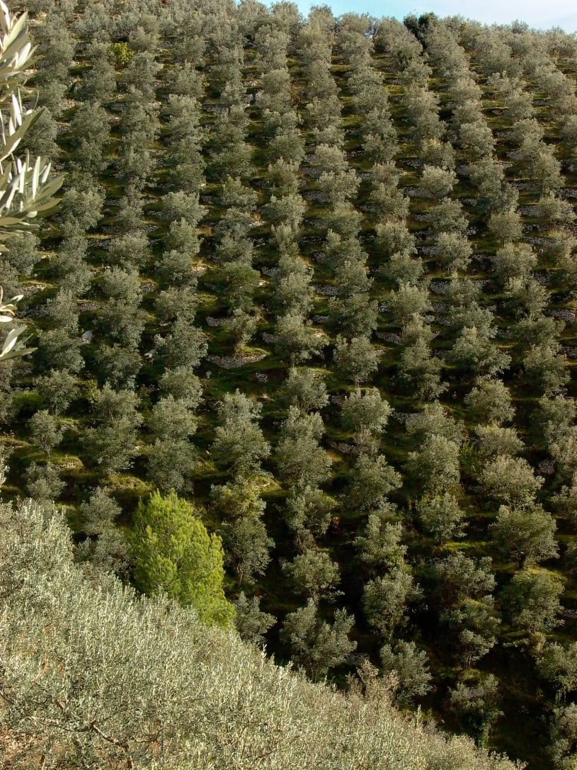 Olio extravergine d’oliva